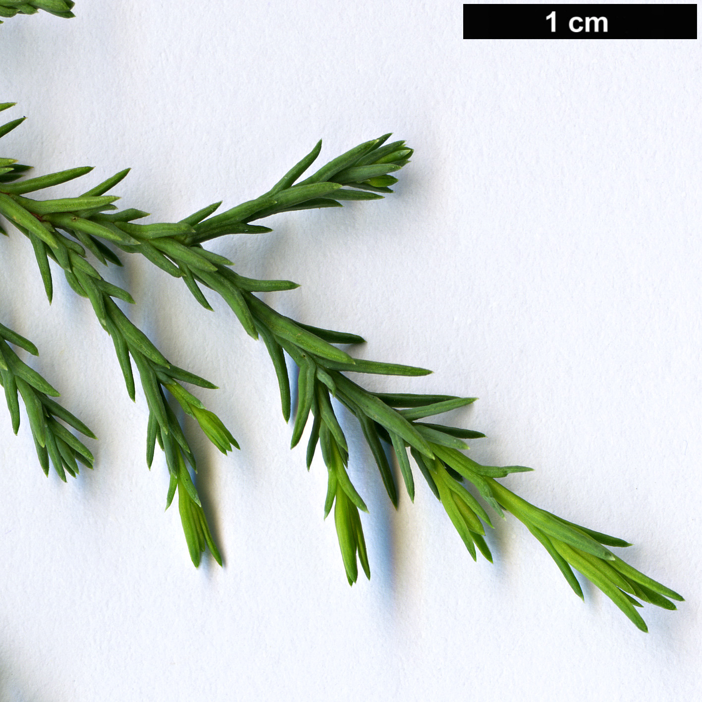 High resolution image: Family: Cupressaceae - Genus: Callitris - Taxon: preissii